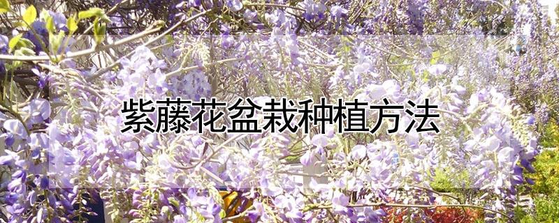 紫藤花盆栽种植方法 紫藤花怎么种植方法