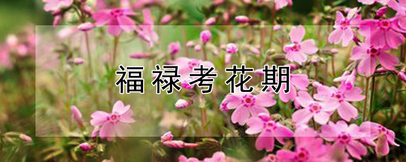 福禄考花期