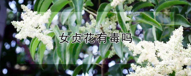 女贞花有毒吗