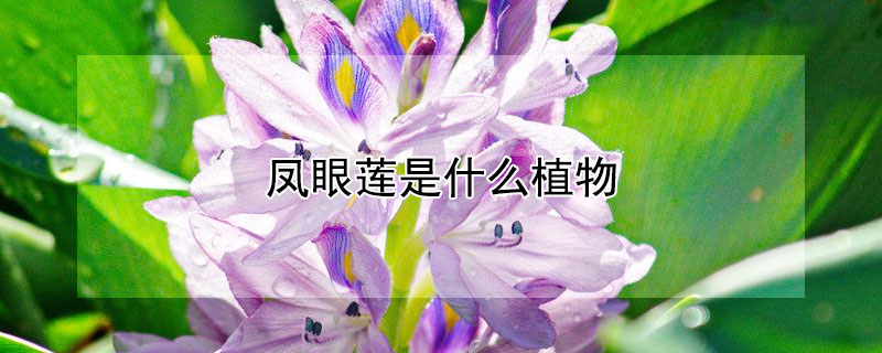 凤眼莲是什么植物（凤眼莲是什么植物生长在淡水）