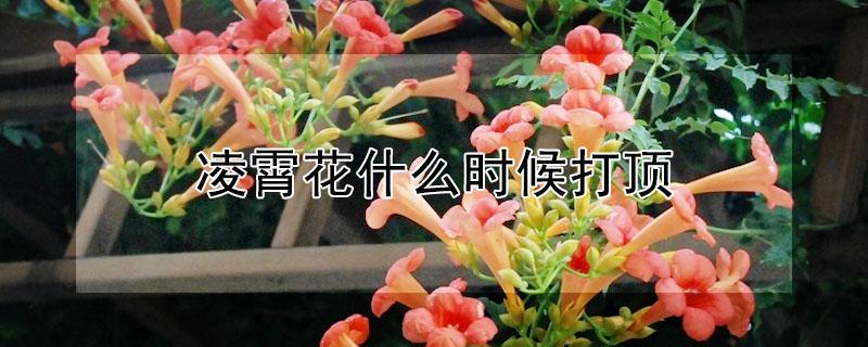 凌霄花什么时候打顶