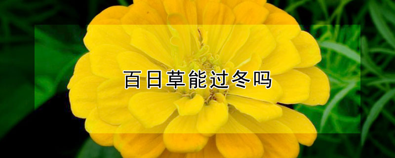 百日草能过冬吗