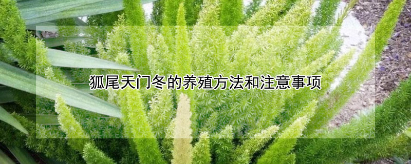 狐尾天门冬的养殖方法和注意事项