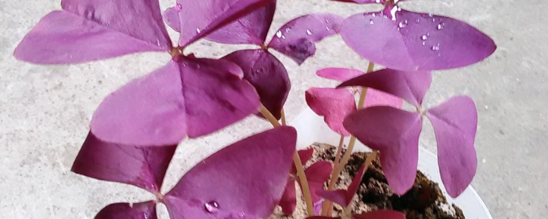 紫色三叶草怎么移盆 紫色三叶草种植方法