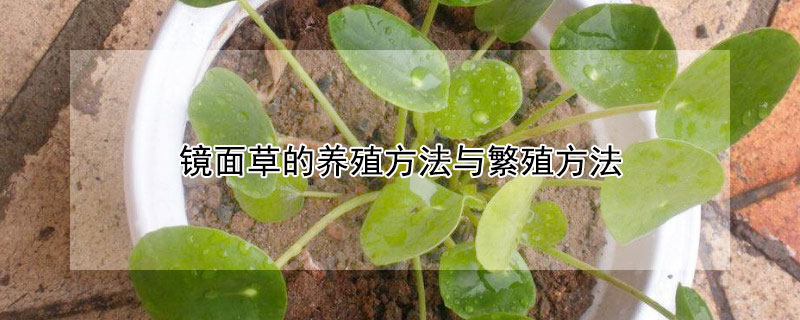 镜面草的养殖方法与繁殖方法 镜面草的养殖方法与繁殖方法镜面草怎么能长出小的分株