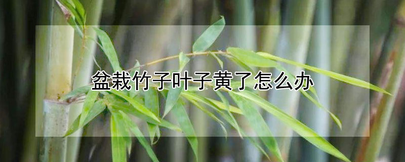 盆栽竹子叶子黄了怎么办