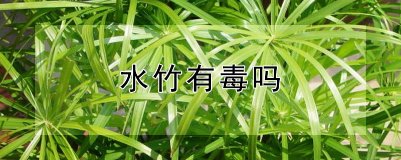水竹有毒吗