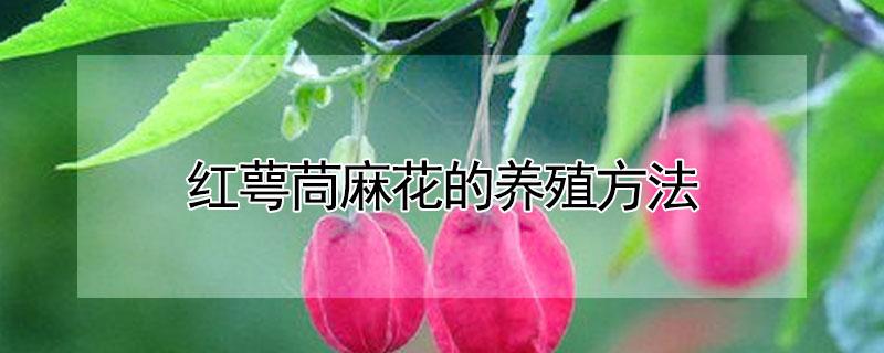 红萼茼麻花的养殖方法