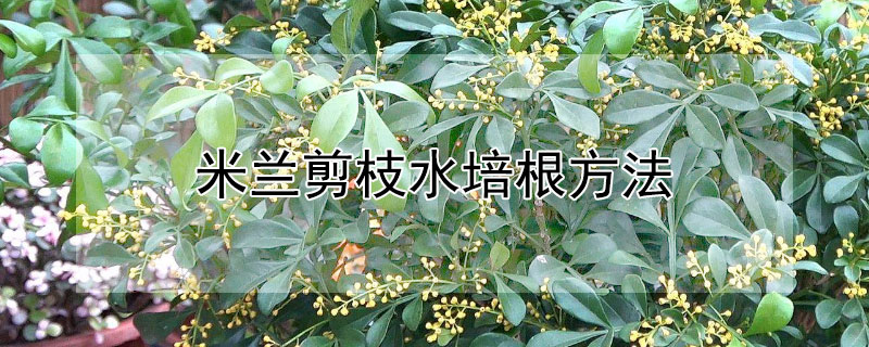 米兰剪枝水培根方法（米兰花根的修剪）