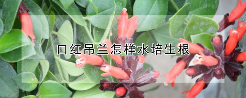 口红吊兰怎样水培生根 口红吊兰能水培吗