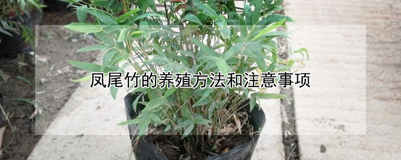 凤尾竹的养殖方法和注意事项