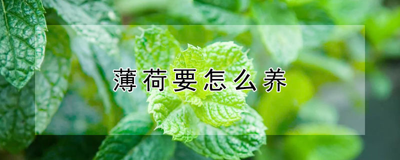 薄荷要怎么养（薄荷要怎么养才好）