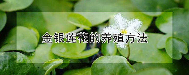 金银莲花的养殖方法