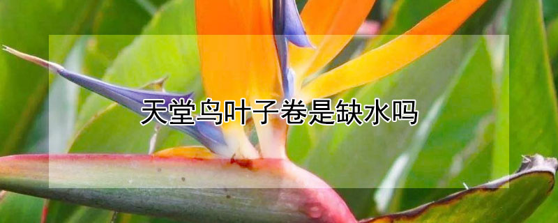 天堂鸟叶子卷是缺水吗（天堂鸟叶子卷曲干枯原因）