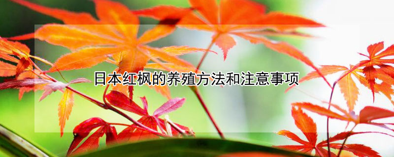 日本红枫的养殖方法和注意事项