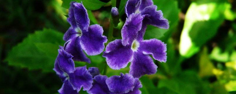 紫金露花的养殖方法 蕾丝紫金露花的养殖方法