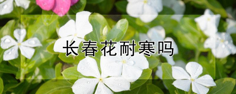 长春花耐寒吗（长春花耐寒吗?）