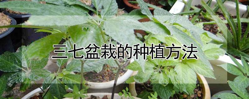 三七盆栽的种植方法