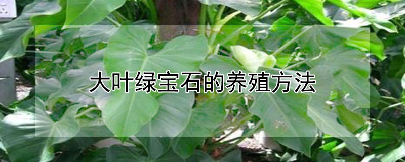 大叶绿宝石的养殖方法（大叶红宝石的养殖方法）