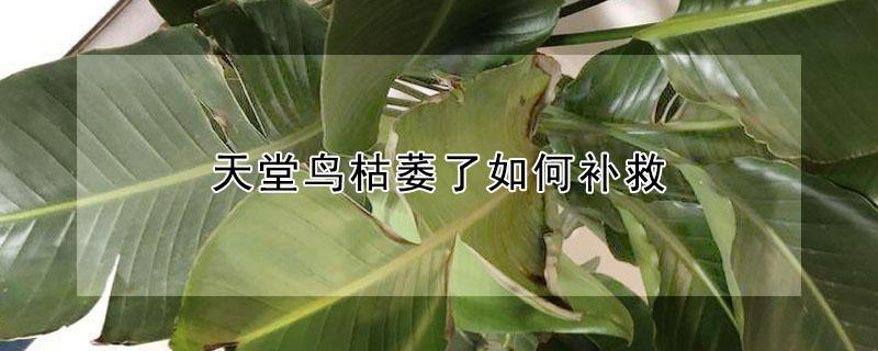 天堂鸟枯萎了如何补救 天堂鸟叶子枯萎是什么原因