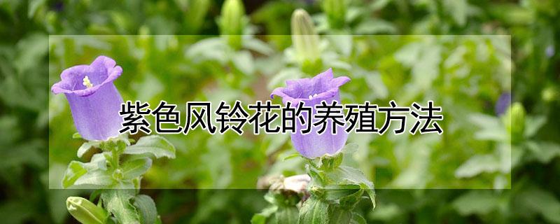 紫色风铃花的养殖方法（丹麦紫色风铃花的养殖方法）