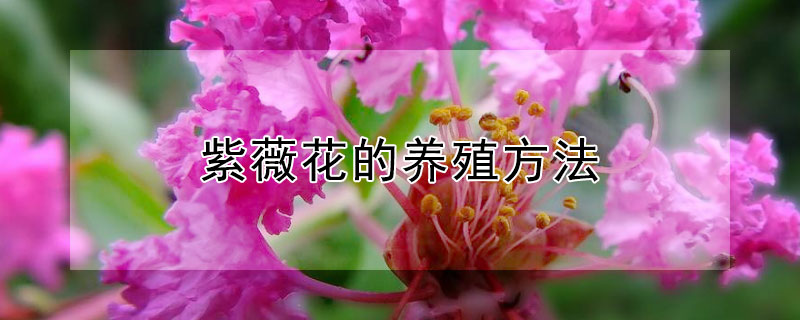 紫薇花的养殖方法（紫薇花的养殖方法和注意事项月）