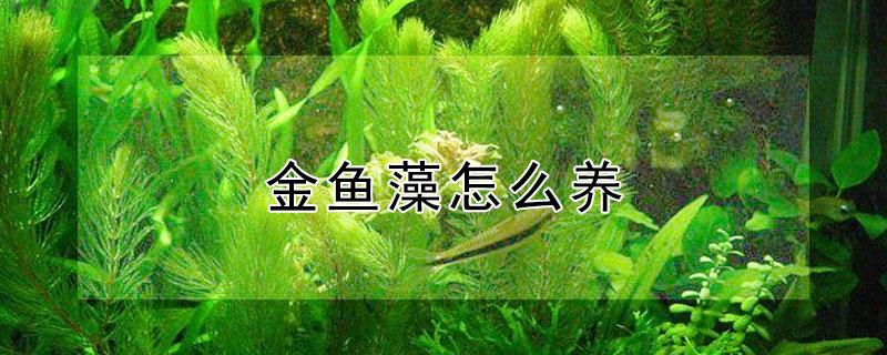 金鱼藻怎么养 鱼缸金鱼藻怎么养