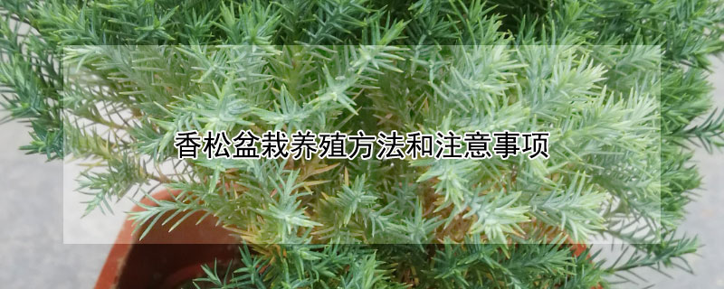 香松盆栽养殖方法和注意事项 盆栽香松的养殖方法