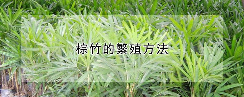 棕竹的繁殖方法（棕竹怎么种）