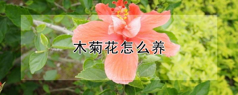 木菊花怎么养