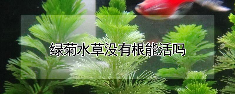 绿菊水草没有根能活吗 绿菊水草会生根吗