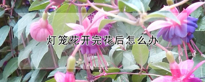 灯笼花开完花后怎么办（灯笼花的花还没开就掉怎么办）