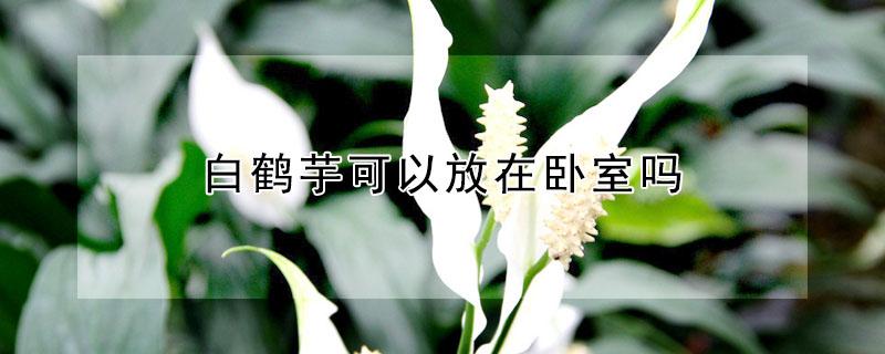 白鹤芋可以放在卧室吗（白鹤芋放在家里哪个位置好）