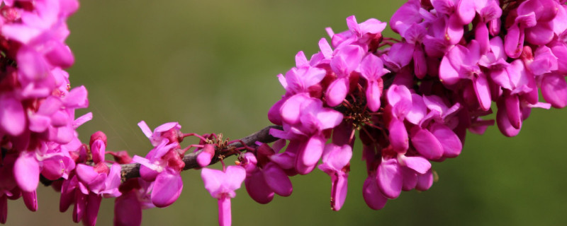 紫荆花什么时候扦插 紫荆花什么时候扦插成活率高?