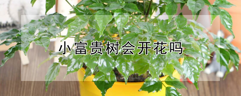 小富贵树会开花吗 富贵树怎么会开花