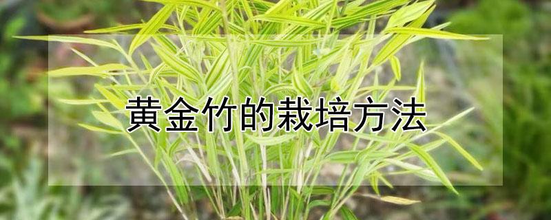 黄金竹的栽培方法（黄金竹的种植方法）