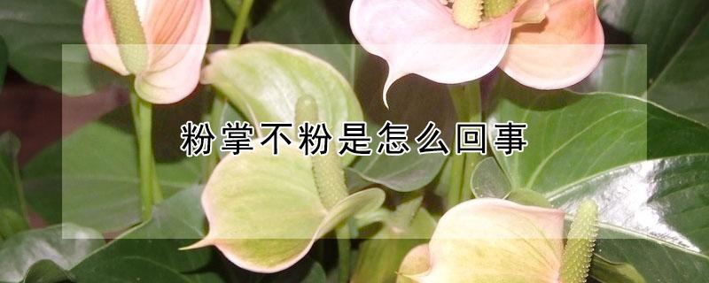 粉掌不粉是怎么回事 粉掌花不粉了咋回事