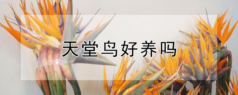 天堂鸟好养吗（天堂鸟好养吗容易过冬吗）