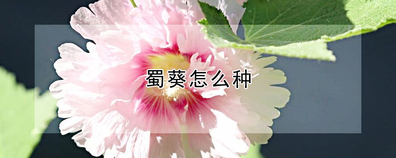 蜀葵怎么种