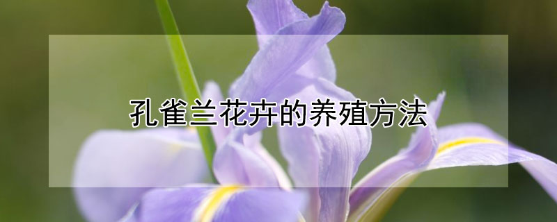 孔雀兰花卉的养殖方法（孔雀兰的养殖方法和注意事项）