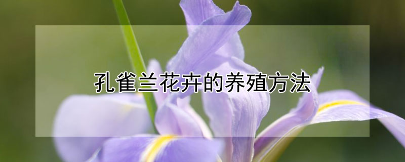 孔雀兰花卉的养殖方法