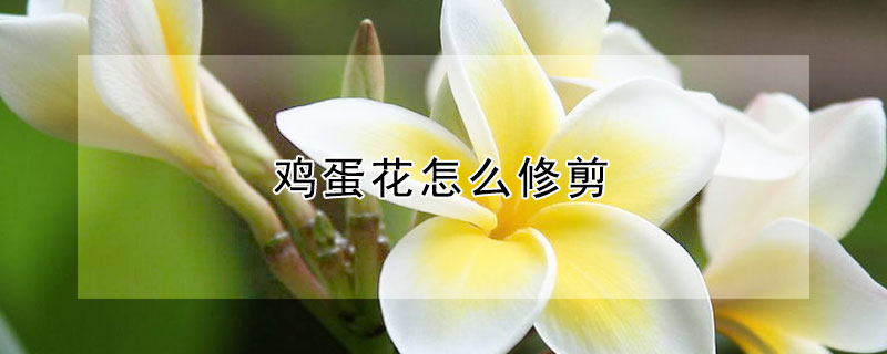 鸡蛋花怎么修剪 鸡蛋花怎么修剪图解