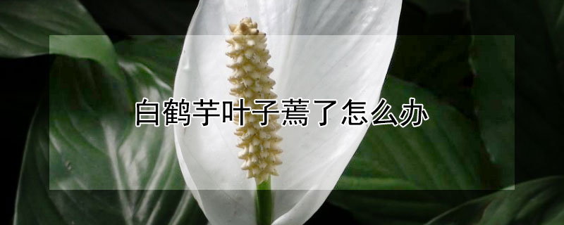 白鹤芋叶子蔫了怎么办（白鹤芋枯萎了怎么办）