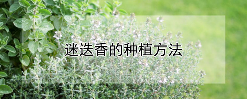 迷迭香的种植方法 植物迷迭香的种植方法