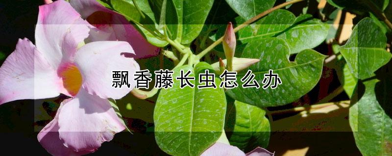 飘香藤长虫怎么办（飘香藤生虫子怎么办）