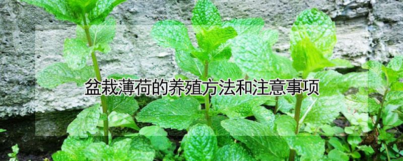 盆栽薄荷的养殖方法和注意事项（薄荷的养殖方法 盆栽）