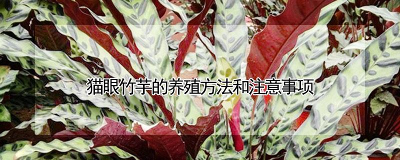 猫眼竹芋的养殖方法和注意事项（水培猫眼竹芋的养殖方法和注意事项）