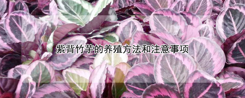 紫背竹芋的养殖方法和注意事项