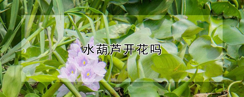 水葫芦开花吗（水葫芦是不是开花植物）