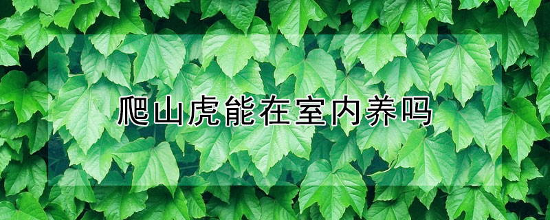 爬山虎能在室内养吗 爬山虎种在室内能养活吗?